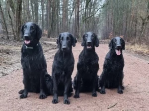 Vier Große Hunde auf einem Bild. Das ist die Mutter,Schwester der Bruder und Bo.