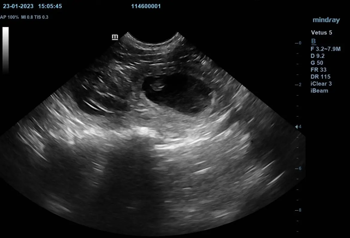 Ultraschallbild zeigt die Entwicklung von den Welpen.
